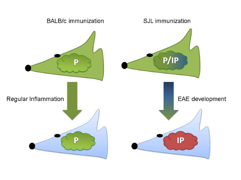 BALB/c immunization SJL immunization Regular Inflammation EAE development P IP P P/IP